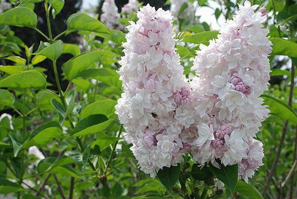 Lilas Beauté de Moscou: atterrissage et soins à l'air libre au printemps, description