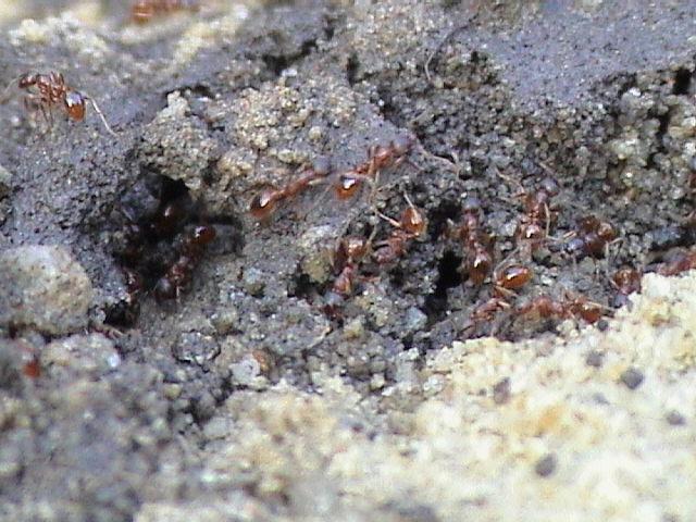 remède pour les fourmis de jardin