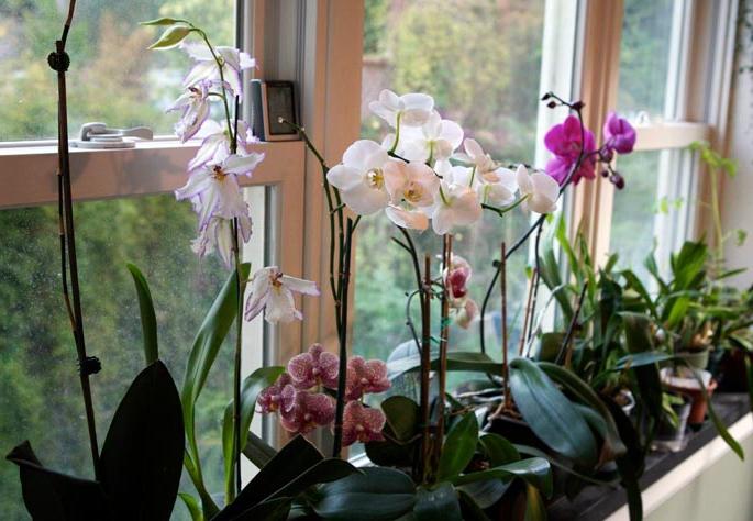 Orchidée mystérieuse: grandir à la maison