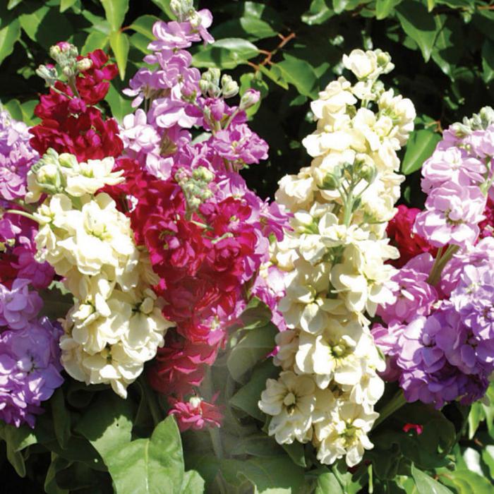 Plantes tolérantes à l'ombre pour le jardin et le jardin.