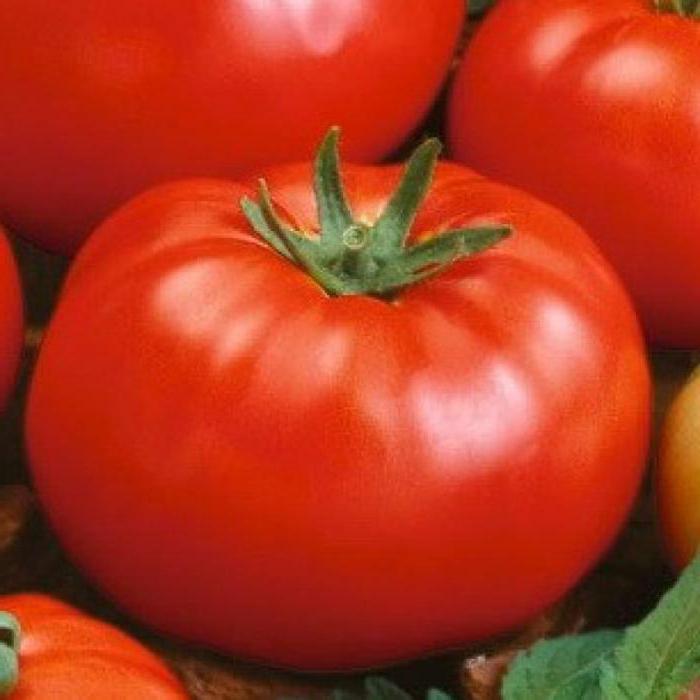Tomate Thick Jack: Description de la variété