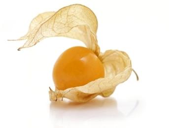 Physalis délicieux: croissance et toilettage