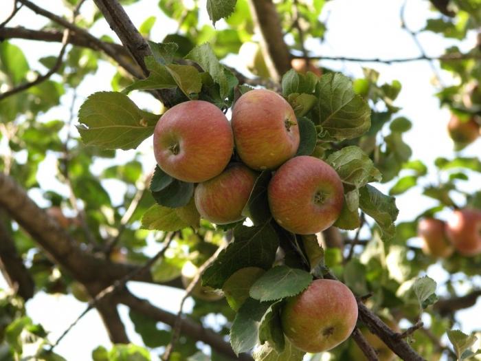 fleur de pomme