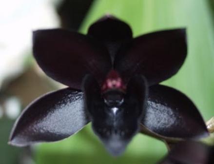 fleurs orchidées noires