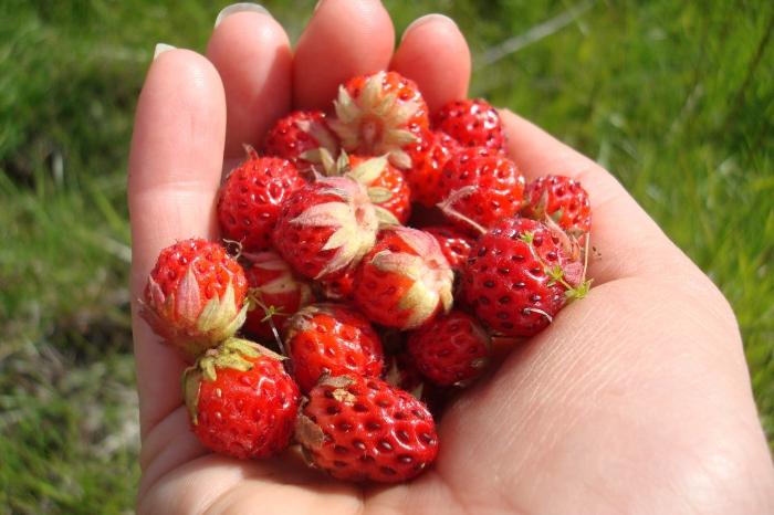 Champ de fraises - et un régal, et la médecine