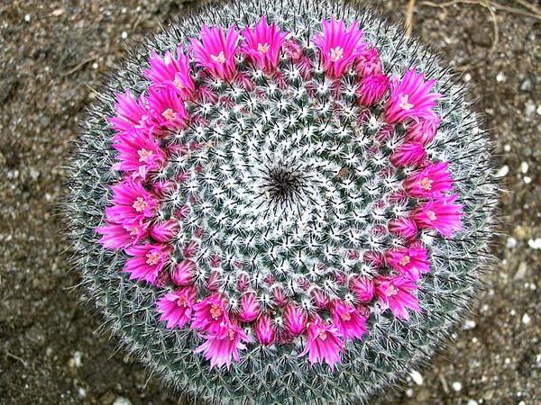 Les habitants des déserts sont des cactus qui aiment la chaleur. Soins à domicile