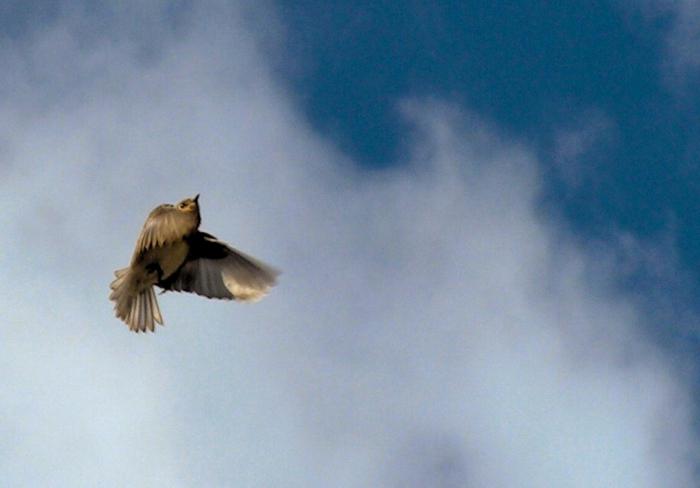 Qu'est-ce que les oiseaux se battent à la fenêtre de la maison?