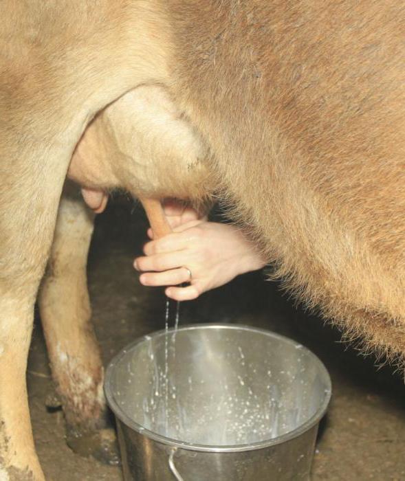 un troupeau de vaches 