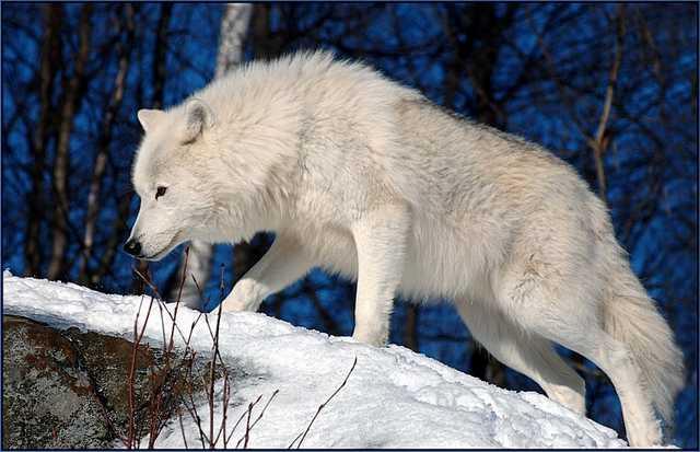 Interprétation des rêves: pourquoi le loup rêvait