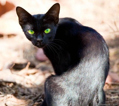 Rêve: de quoi rêve un chat noir?