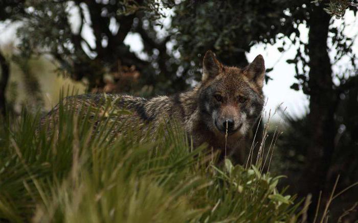 rêver de voir un loup dans un rêve 