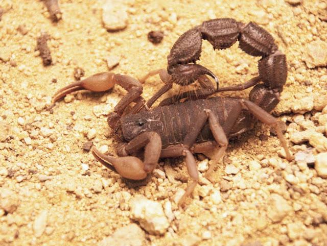 Compatibilité Une femme lion, un homme Scorpion, est un bon couple?