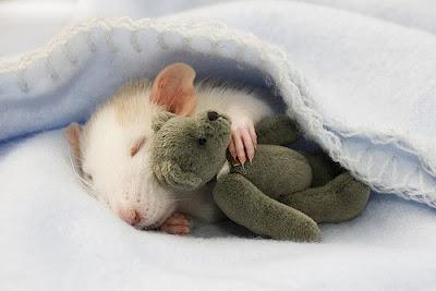 rêver un rat