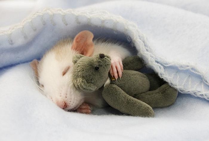 rêver beaucoup de souris