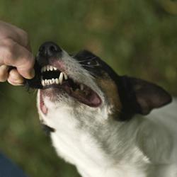 Un chien mordu dans un rêve - à quoi ça sert?