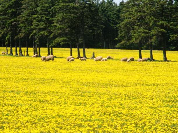 Fleurs jaunes - séparation ou amour