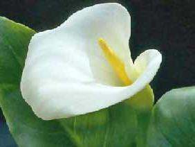 signification des fleurs de calla