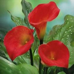 fleurs calla value