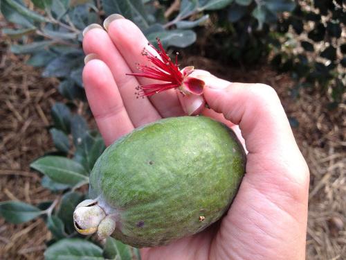 Feijoa exotique: calories et propriétés utiles d'un invité étranger