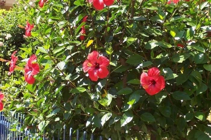 Hibiscus: propriétés utiles du thé carcade