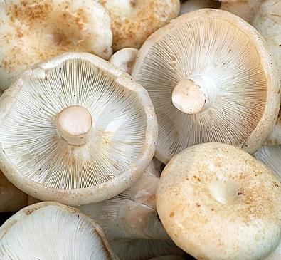 recette pour saler les champignons chauds