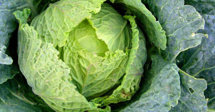 Contenu calorique du chou cuit avec des oignons et des carottes avec du beurre