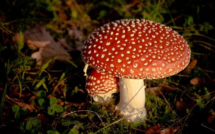 Quel genre de champignons sont sur les propriétés et les caractéristiques