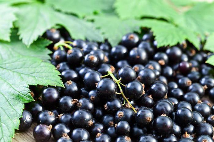 compote de pommes et de cassis 