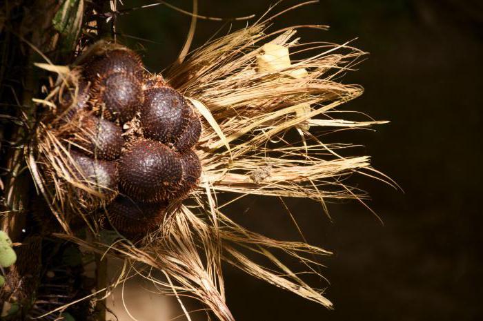 photo de fruits de serpent