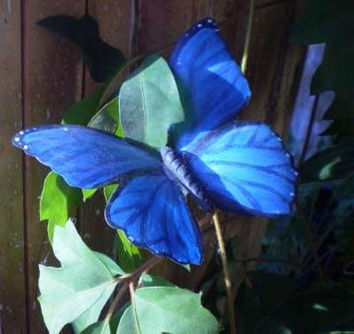 papillons de bouteilles en plastique 