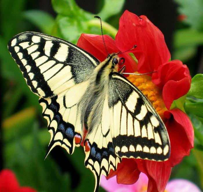 Butterfly voilier, description, caractéristiques des espèces