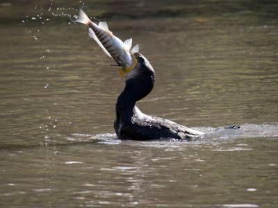 photo de cormoran oiseau 