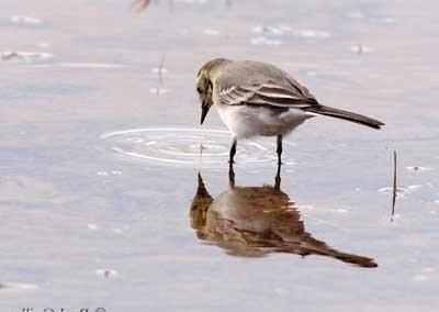 Bergeronnette grise - oiseau qui brise la glace