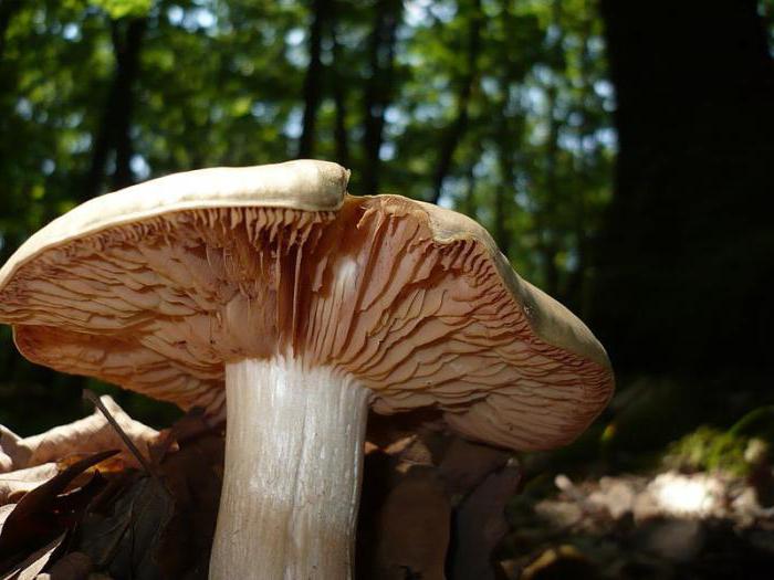 entolome vénéneux aux champignons