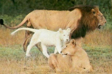 où vivent les lions blancs