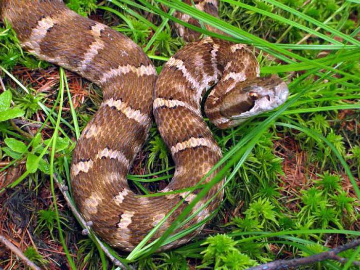 où les serpents d'hiver dans la zone médiane de la Russie