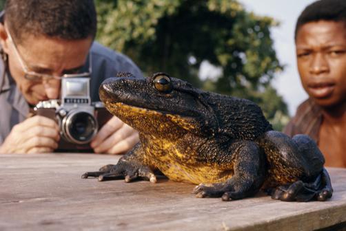 la plus grande grenouille goliath