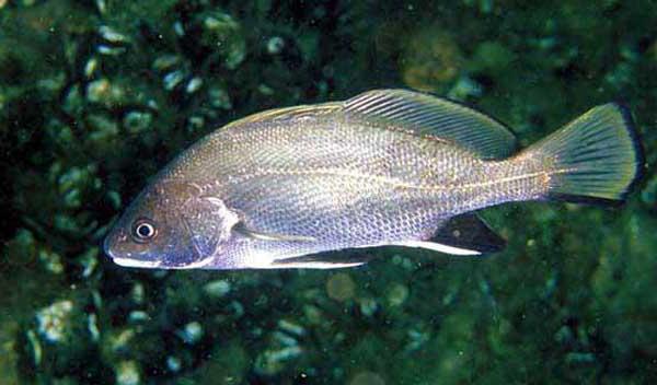 poisson croaker 