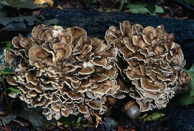 Champignons qui poussent dans les arbres photo