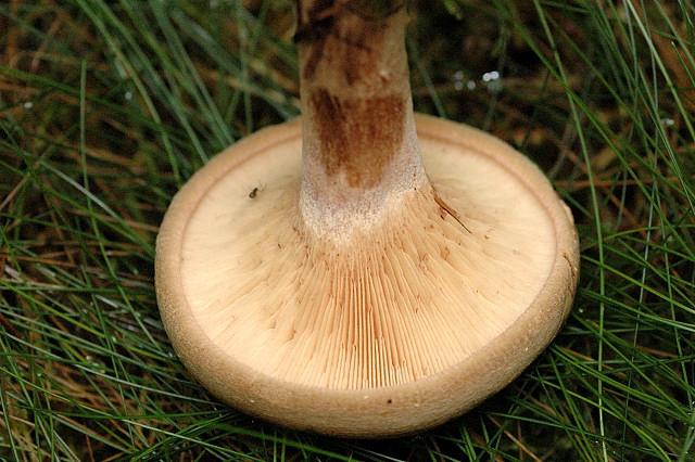 champignon vénéneux