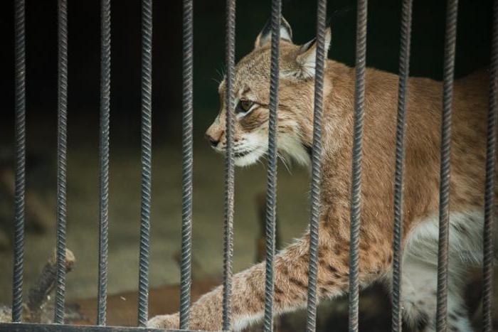 Zoo d'Ivanovo: histoire, description et photo