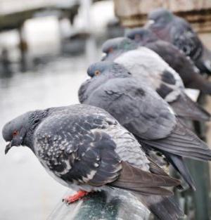 colombes sur le balcon comment se débarrasser