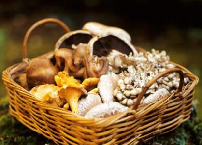 quels champignons peuvent être collectés