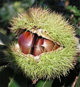 Comment faire pousser une châtaigne dans un jardin