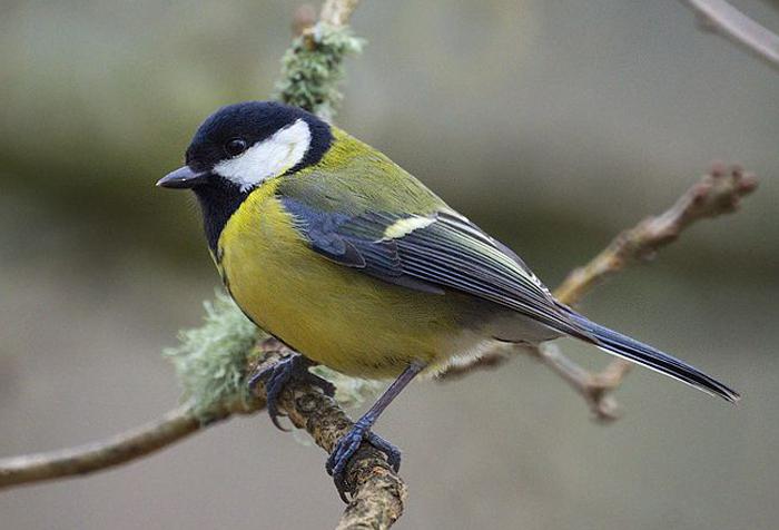 Quel est l'oiseau le plus utile pour le jardin? Oiseaux dans nos jardins