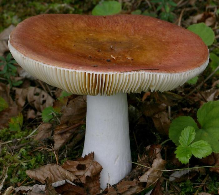 Quels champignons de la région de Rostov peuvent être mangés?