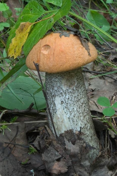 champignon bleu sur la coupe