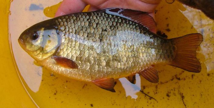 Photos de crucian en argent