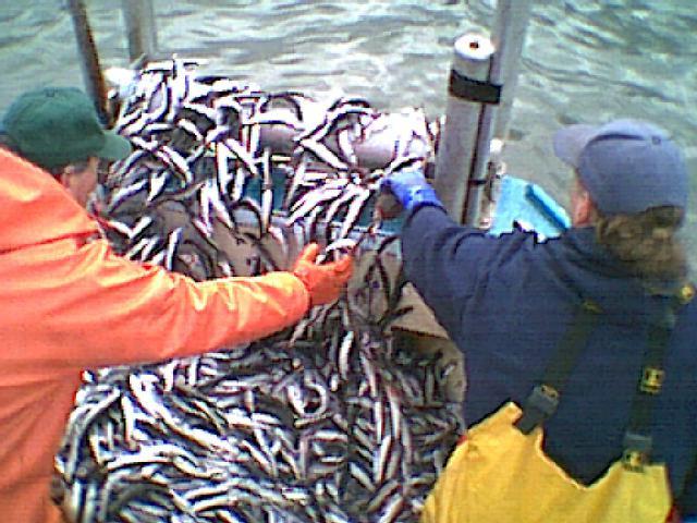 Éperlan - poisson utile