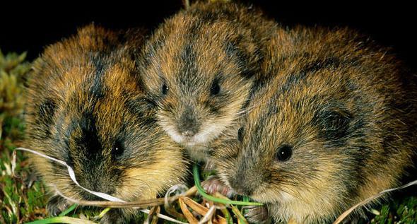 Lemming: description, mode de vie. Où vit le lemming à l'état sauvage?